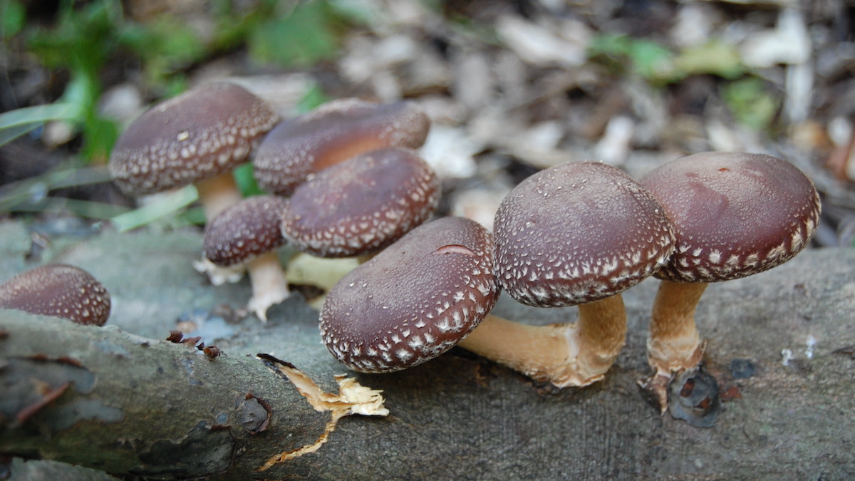 shiitakes mushroom